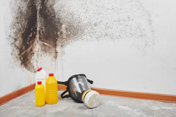 Best Mold Testing and Inspection Services in Floresville, TX