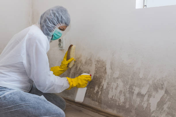 Best Residential Mold Remediation in Floresville, TX