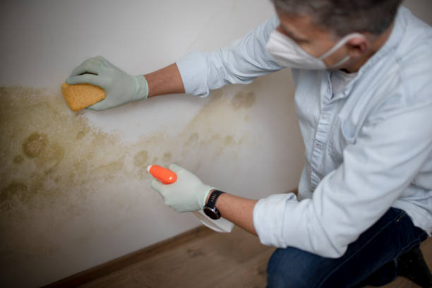 Best Kitchen Mold Remediation in Floresville, TX