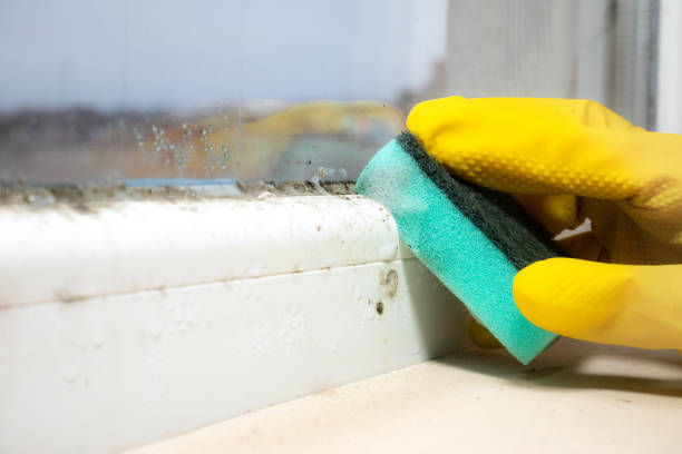 Best HVAC Mold Remediation in Floresville, TX