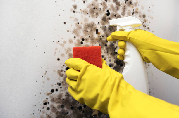 Best Emergency Mold Remediation in Floresville, TX