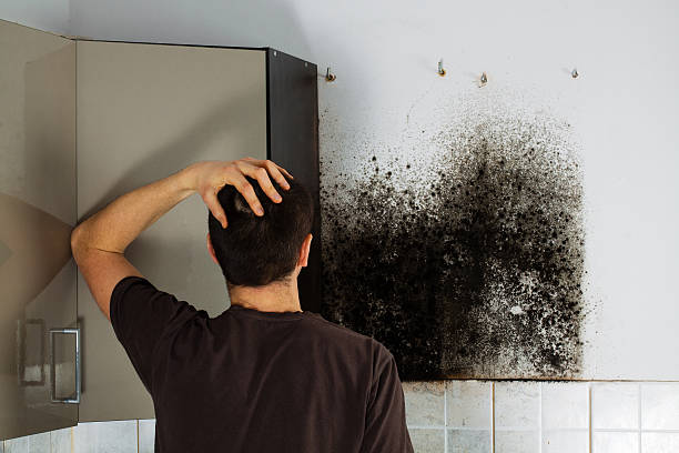 Best Black Mold Remediation in Floresville, TX