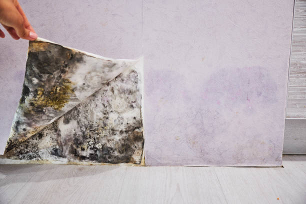 Best Post-Flood Mold Remediation in Floresville, TX